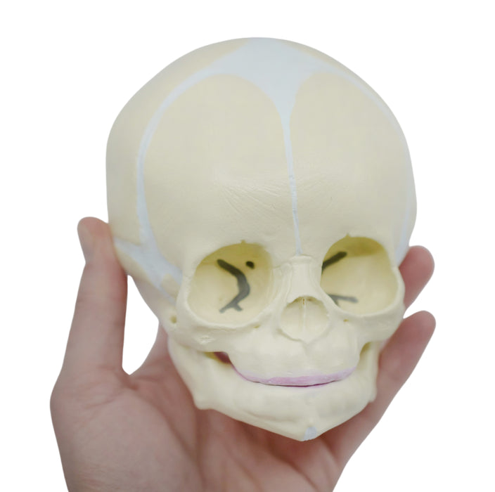 Eisco Life-Size Infant Human Skull Model with Articulated Mandible