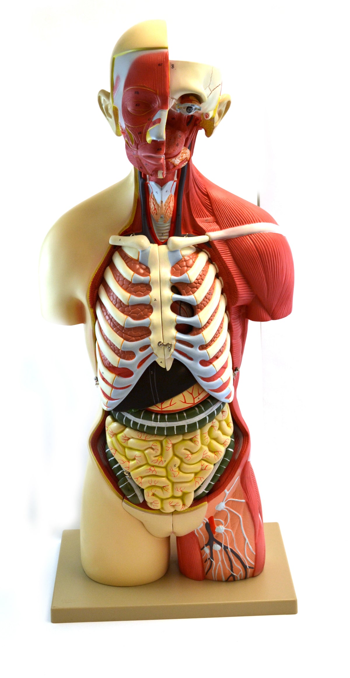 Eisco Life-Size Premium Human Torso with Muscles and Open Back, 19 Par ...