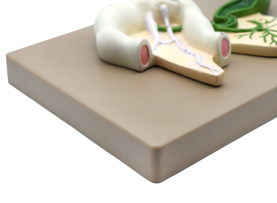 Human Pancreatic Duct Model, Three Dimensional, with Hand Painted Details - Mounted on Base, 10" x 7" - Eisco Labs