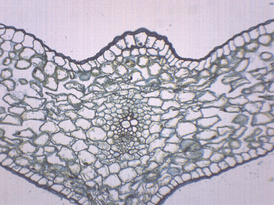 Lilium Leaf - Cross Section - Prepared Microscope Slide - 75x25mm