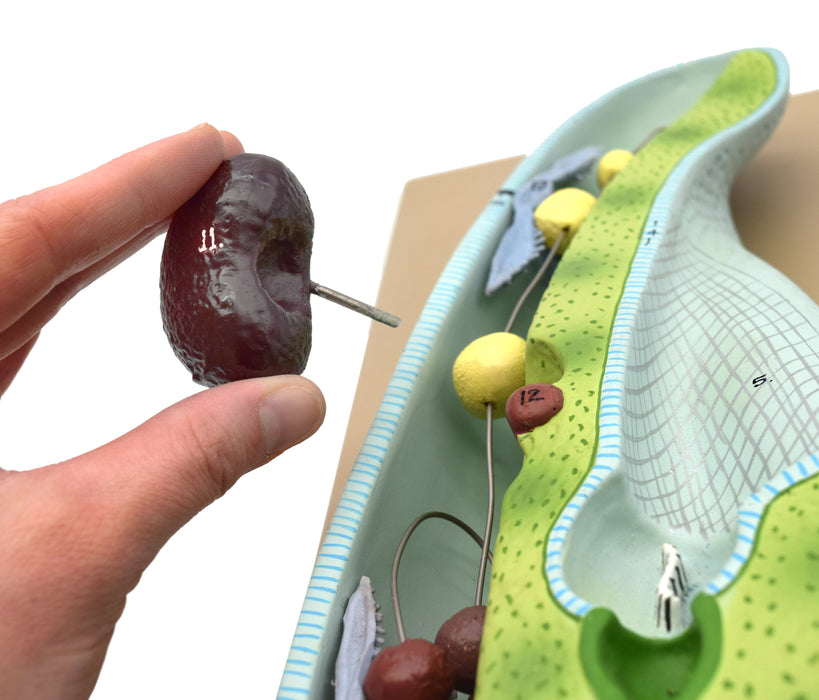 Slipper Animalcule Paramecium Model, Three Dimensional, Sectional View with Hand Painted Details and Removable Parts - Mounted on Base, 18" x 8" - Eisco Labs