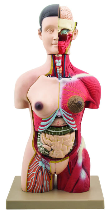 Half Size Muscular Torso 24 Parts
