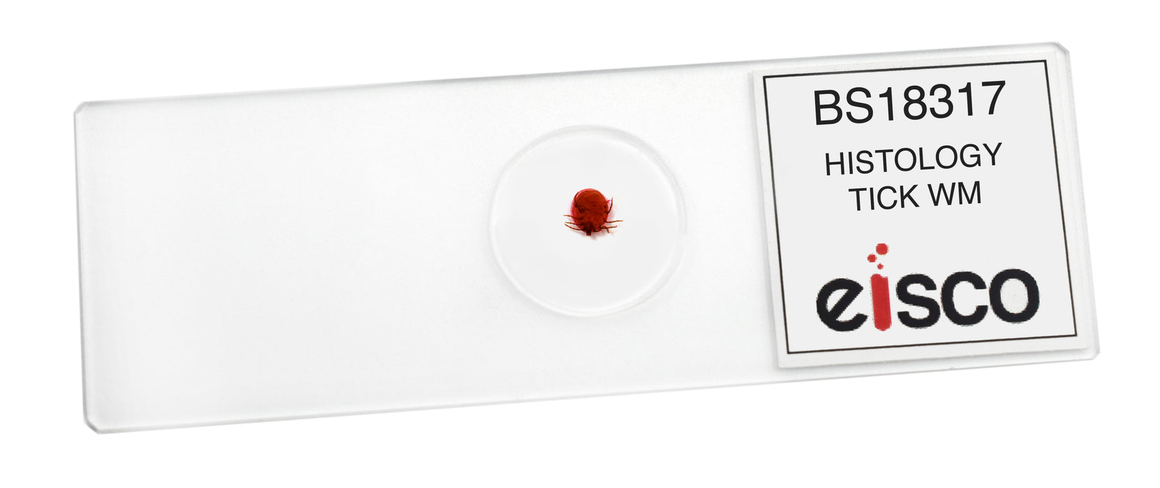 Histology Tick - Wholemount - Prepared Microscope Slide - 75x25mm