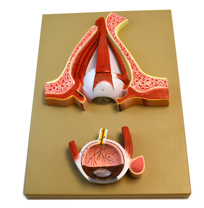 Eisco Double-Sided Human Eye Model, 5 Sections