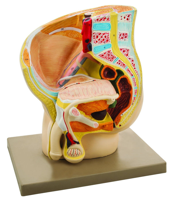 Eisco Human Male Pelvis Model, 2 Parts