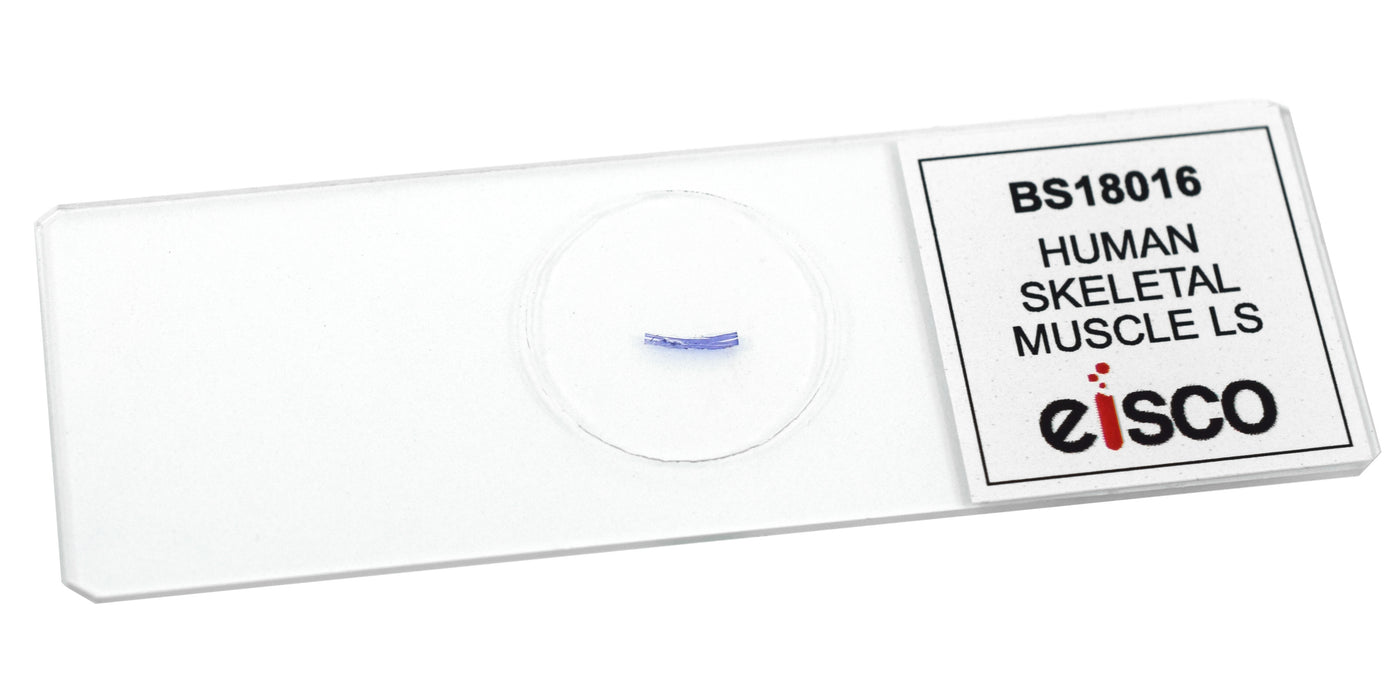 Human Skeletal Muscle (LS) - Prepared Microscope Slide - 75x25mm