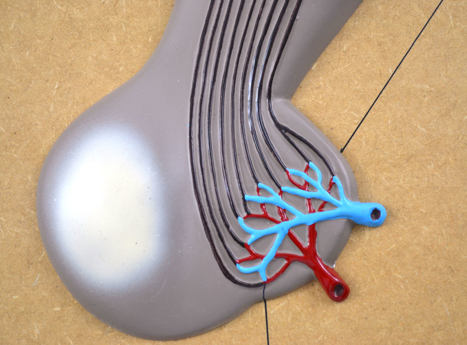 Eisco Labs Model of Pituitary Gland and Hypothalamus; Greatly Enlarged: