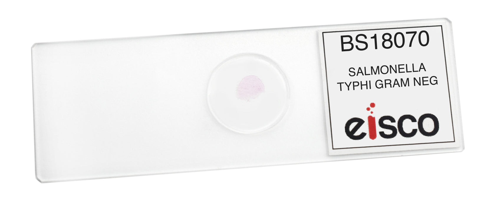 Salmonella Typhi - Gram Neg. - Prepared Microscope Slide - 75x25mm