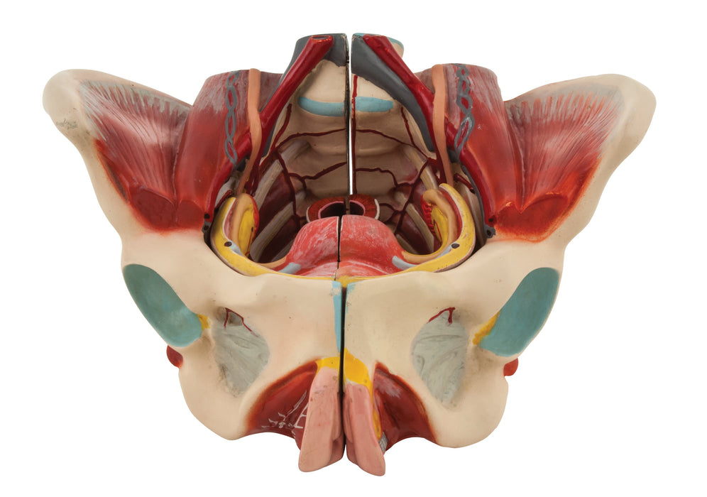Female Muscle Pelvis - 4 Parts