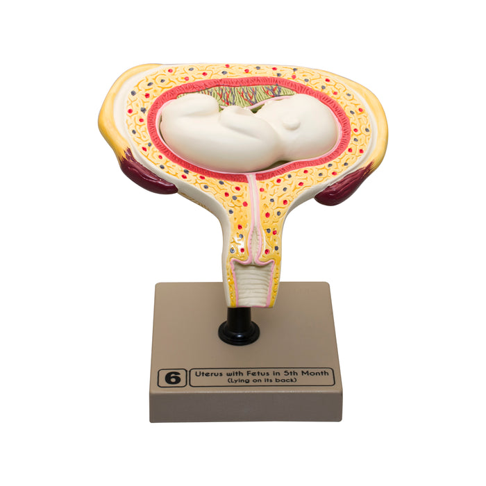 Human Embryo/Fetus Development in Utero Model Set