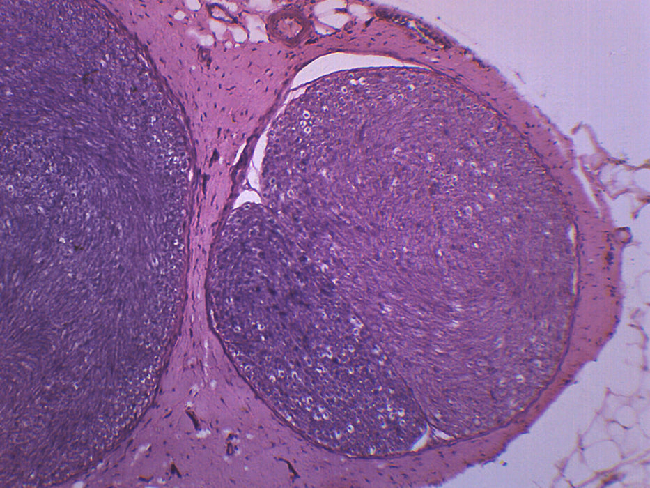 Peripheral Nerve, Mammal - Cross Section - Prepared Microscope Slide - 75x25mm