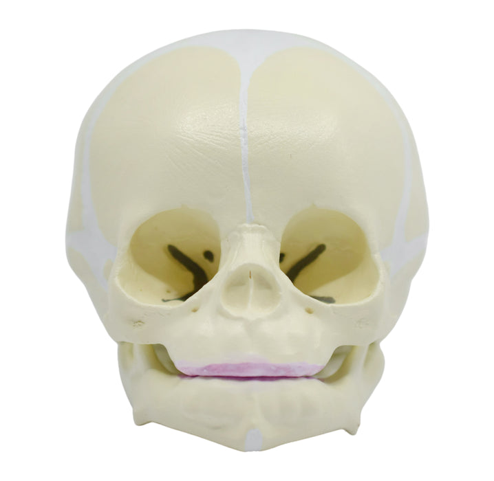 Eisco Life-Size Infant Human Skull Model with Articulated Mandible