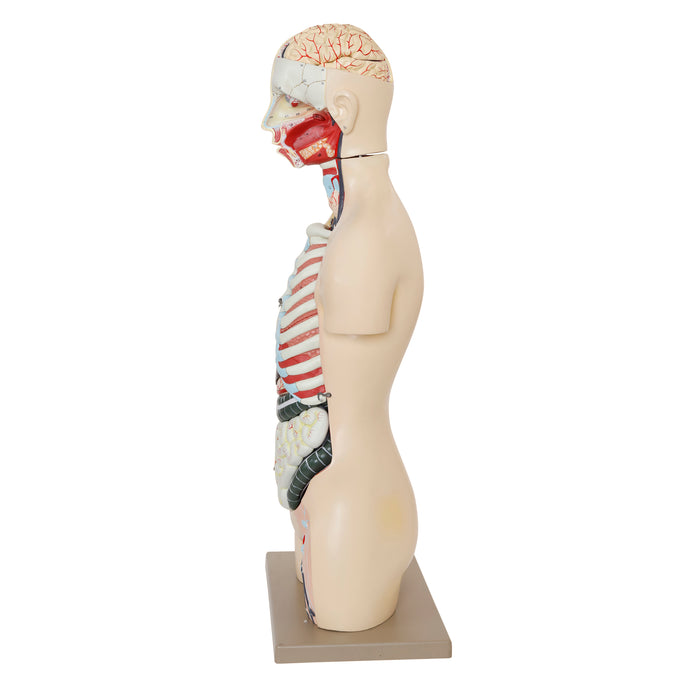 Eisco – Life Size Human Torso Model, 28-Part, Male & Female Reproductive Organs, Removable Anatomical Structures, Open Front and Back, 34" Tall with Base for Classroom and Lab Instruction