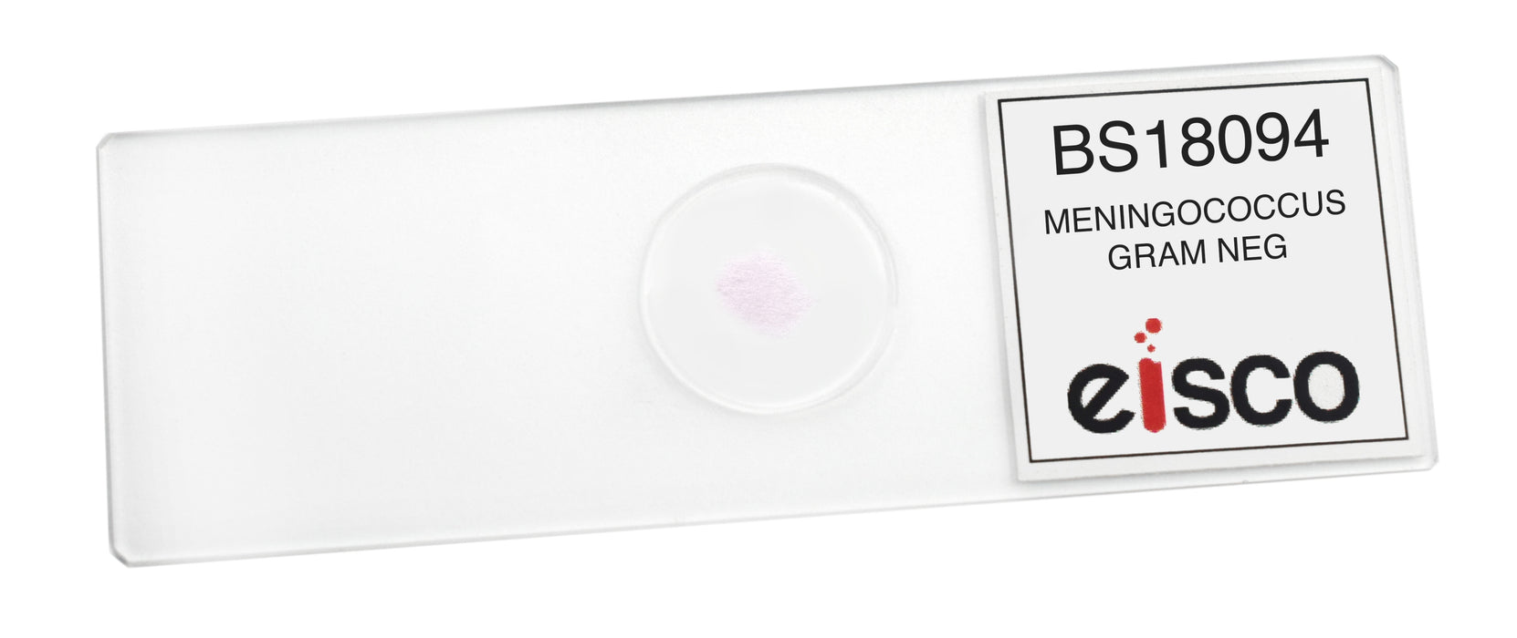 Meningococcus - Gram Neg. - Prepared Microscope Slide - 75x25mm