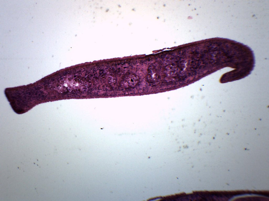 Planaria, 3 Different Regions - Cross Section - Prepared Microscope Slide - 75x25mm