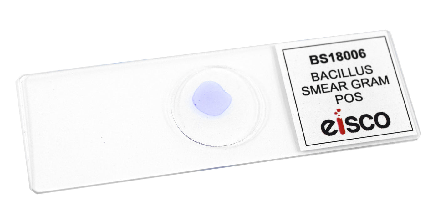 Bacillus Smear, Gram-Positive - Prepared Microscope Slide - 75x25mm
