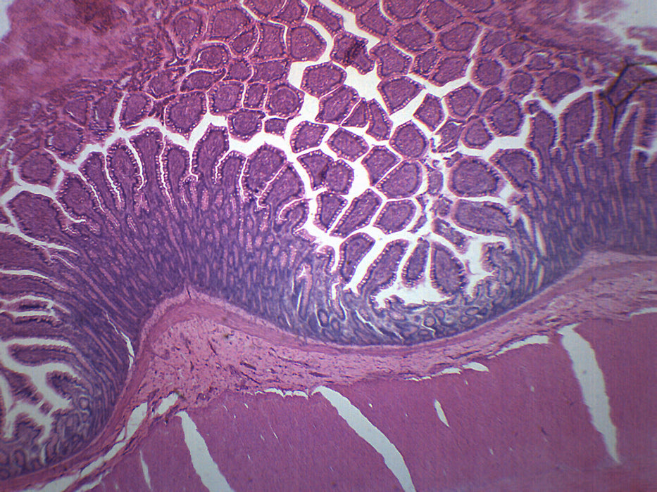 Mammalian Colon - Cross Section - Prepared Microscope Slide - 75x25mm