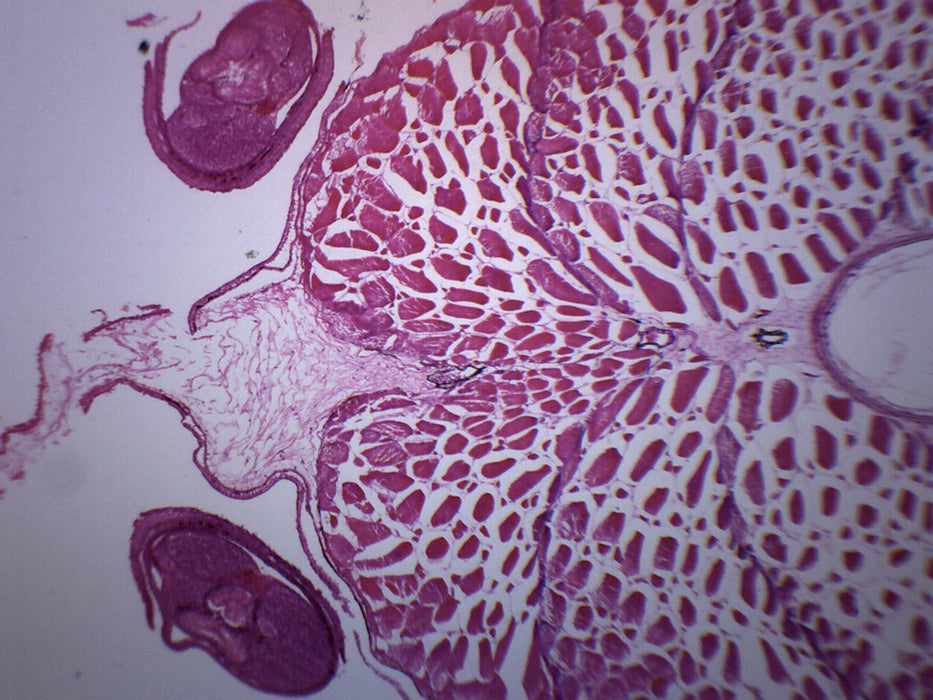 Tadpole Abdomen - Cross Section - Prepared Microscope Slide - 75x25mm