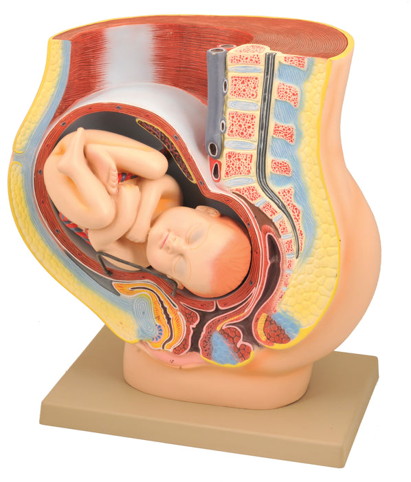 Female Pelvis with Baby, 16.5 Inch - Shows Pregnancy at 9 Months, Full Term - Removable Fetus - Eisco Labs