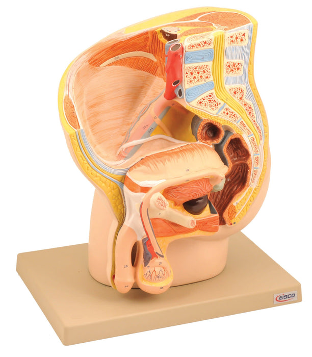 Model Male Pelvis Section - 2 Parts