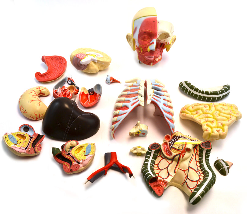 Eisco Life-Size Premium Human Torso with Muscles and Open Back, 19 Parts