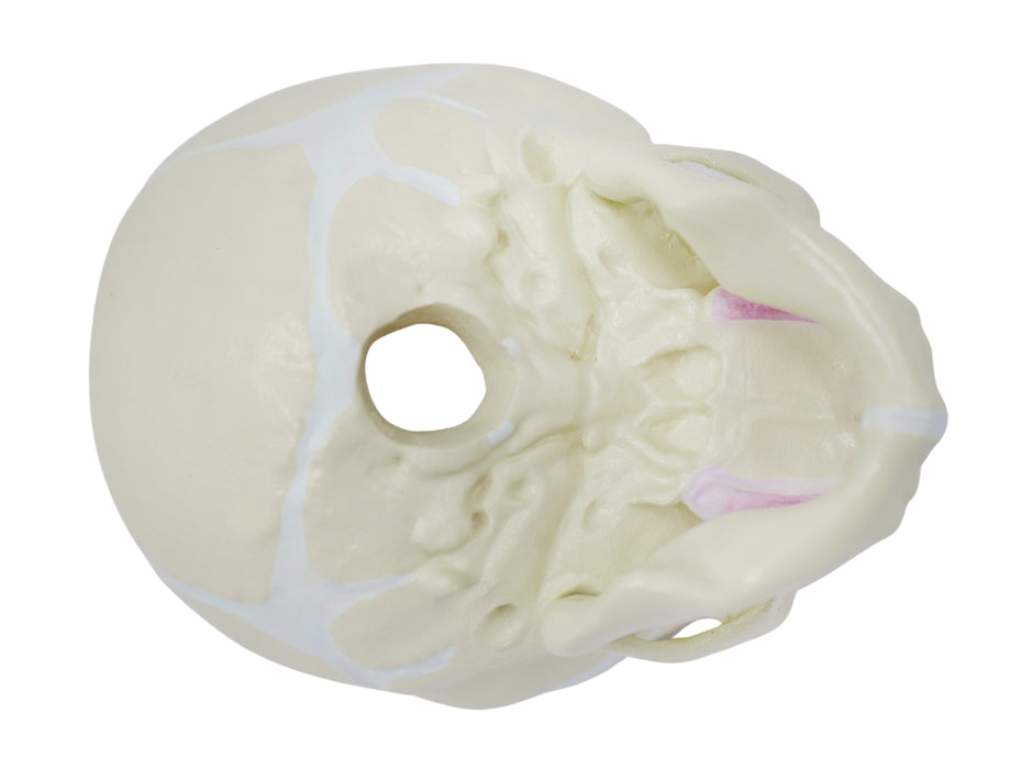 Eisco Life-Size Infant Human Skull Model with Articulated Mandible