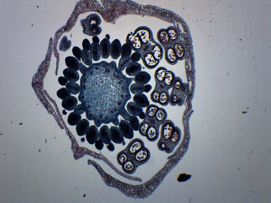 Monocot & Dicot Flower Bud - Cross Section - Prepared Microscope Slide - 75x25mm