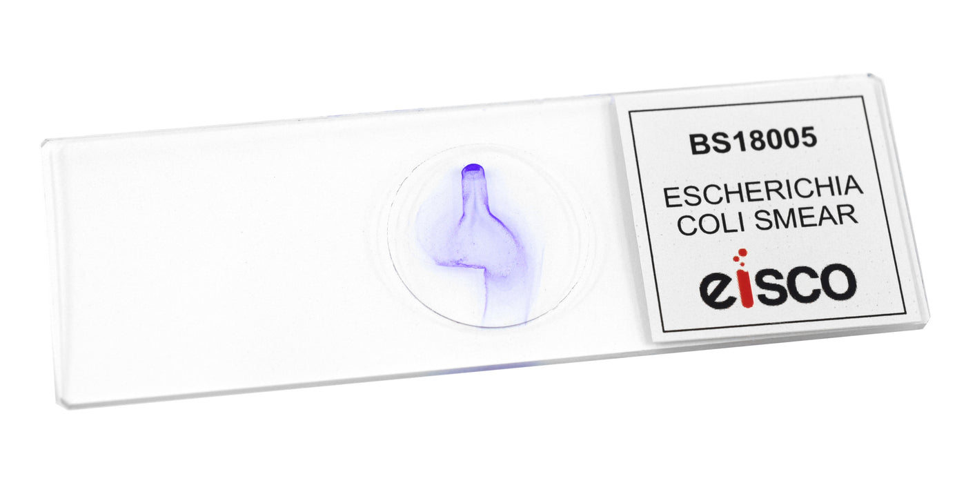 Escherichia Coli Smear - Prepared Microscope Slide - 75x25mm