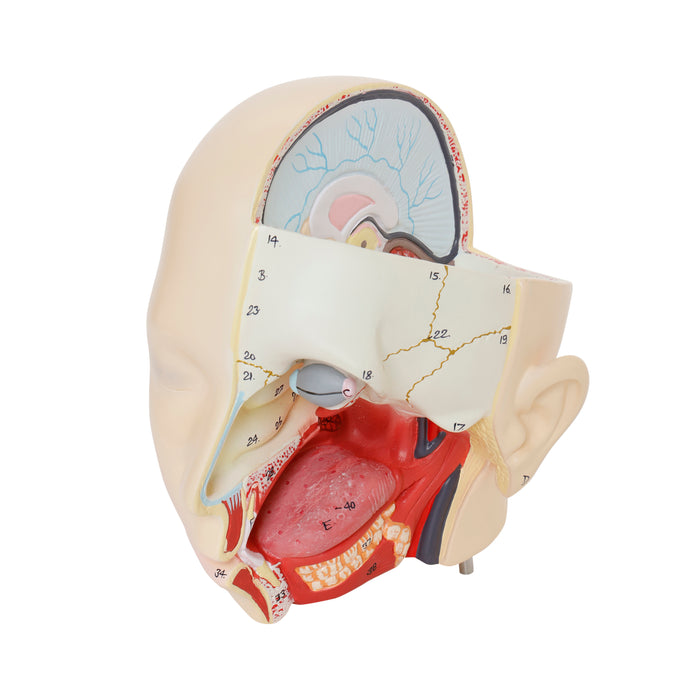 Eisco – Life Size Human Torso Model, 28-Part, Male & Female Reproductive Organs, Removable Anatomical Structures, Open Front and Back, 34" Tall with Base for Classroom and Lab Instruction