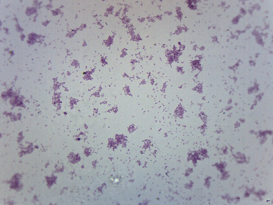 Proteus Vulgaris Smear - Prepared Microscope Slide - 75x25mm