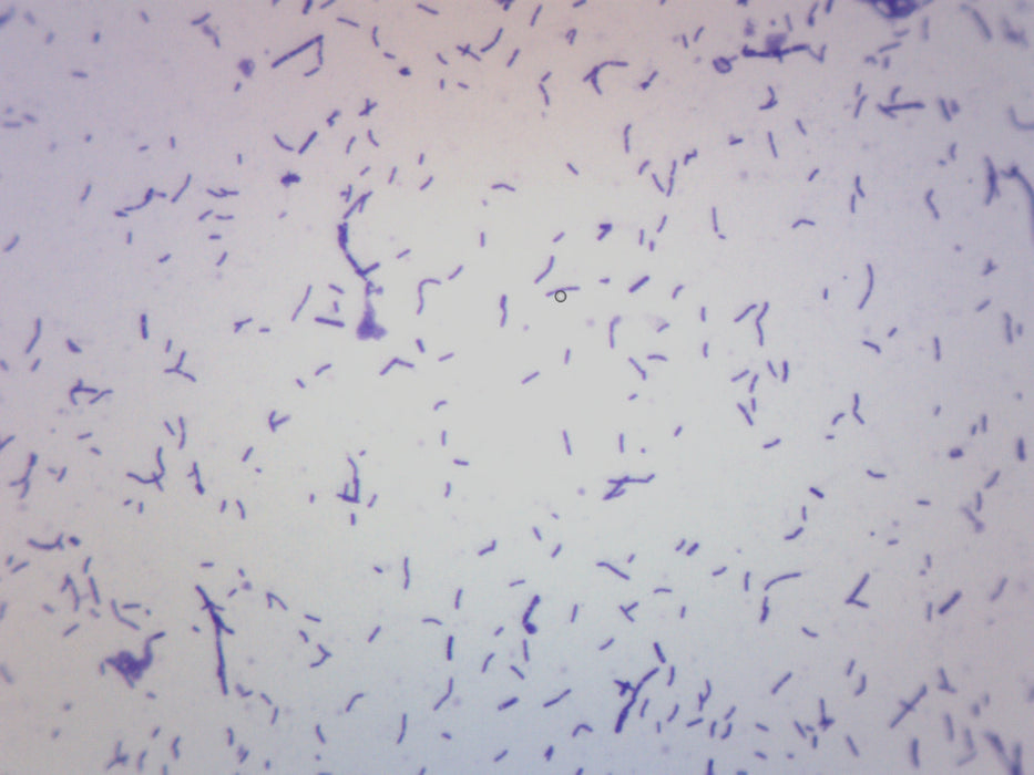 Coccus Smear, Gram-Positive - Prepared Microscope Slide - 75x25mm