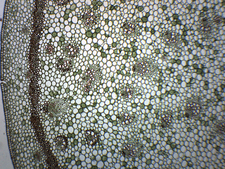 Iris Stem - Cross Section & Longitudinal Section - Prepared Microscope Slide - 75x25mm