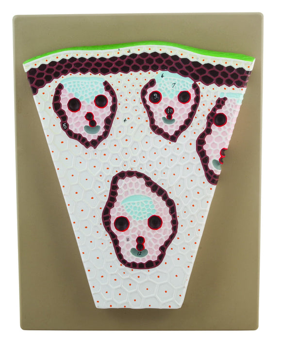 Premium Monocot Stem Model, on Base - Transverse Section, Greatly Magnified - Eisco Labs