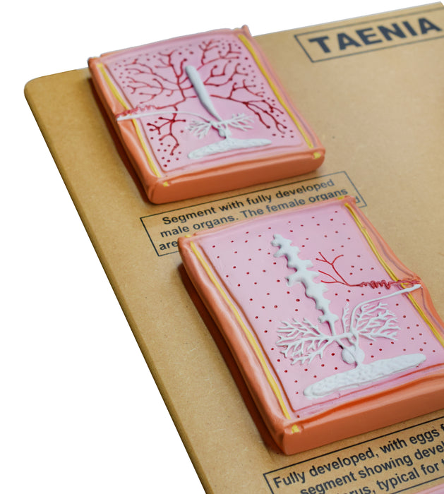 Comparative Tapeworm Model - Developmental Anatomy - Mounted on 18"x20" Wood Base - Hand Painted- Eisco Labs