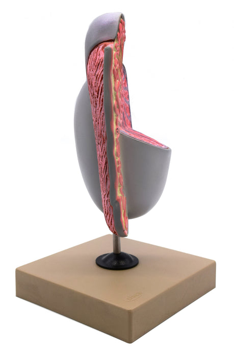 Human Testicle Model, Three Dimensional, with Hand Painted Details - Mounted on Stand, 9" tall - Eisco Labs
