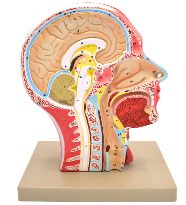 Model, Human Head, Cross sectional, Neck, Life Size, Cranium