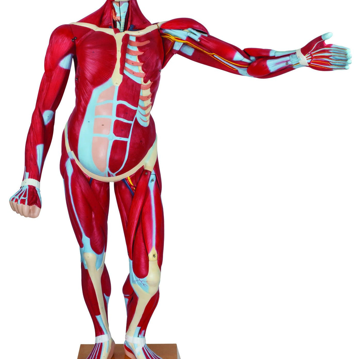 Eisco – Life Size Muscular Human Anatomy Model “Leonard” – 66.5