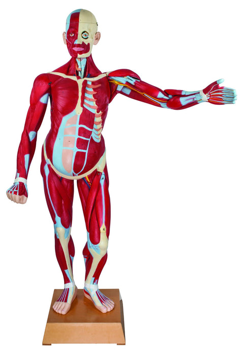 Eisco – Life Size Muscular Human Anatomy Model “Leonard” – 66.5" Tall Male Torso with 36 Removable Parts and Numbered Organs – 3D Labeled Body Model with Brain Heart Lung Dissections – With Bas