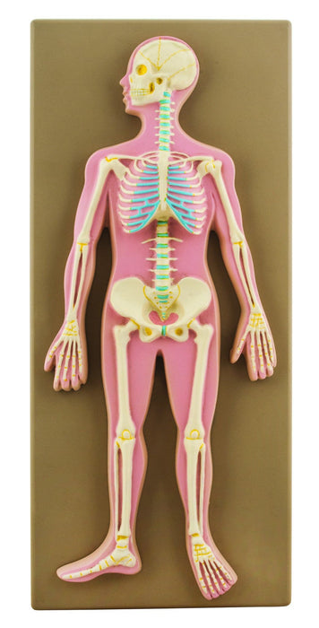 Model Human Skeletal System