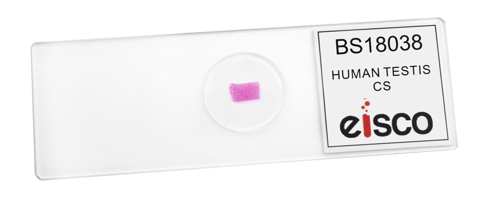 Human Testi - Cross Section - Prepared Microscope Slide - 75x25mm