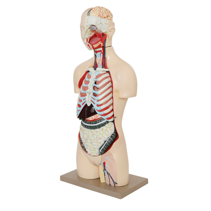 Eisco – Life Size Human Torso Model, 28-Part, Male & Female Reproductive Organs, Removable Anatomical Structures, Open Front and Back, 34" Tall with Base for Classroom and Lab Instruction