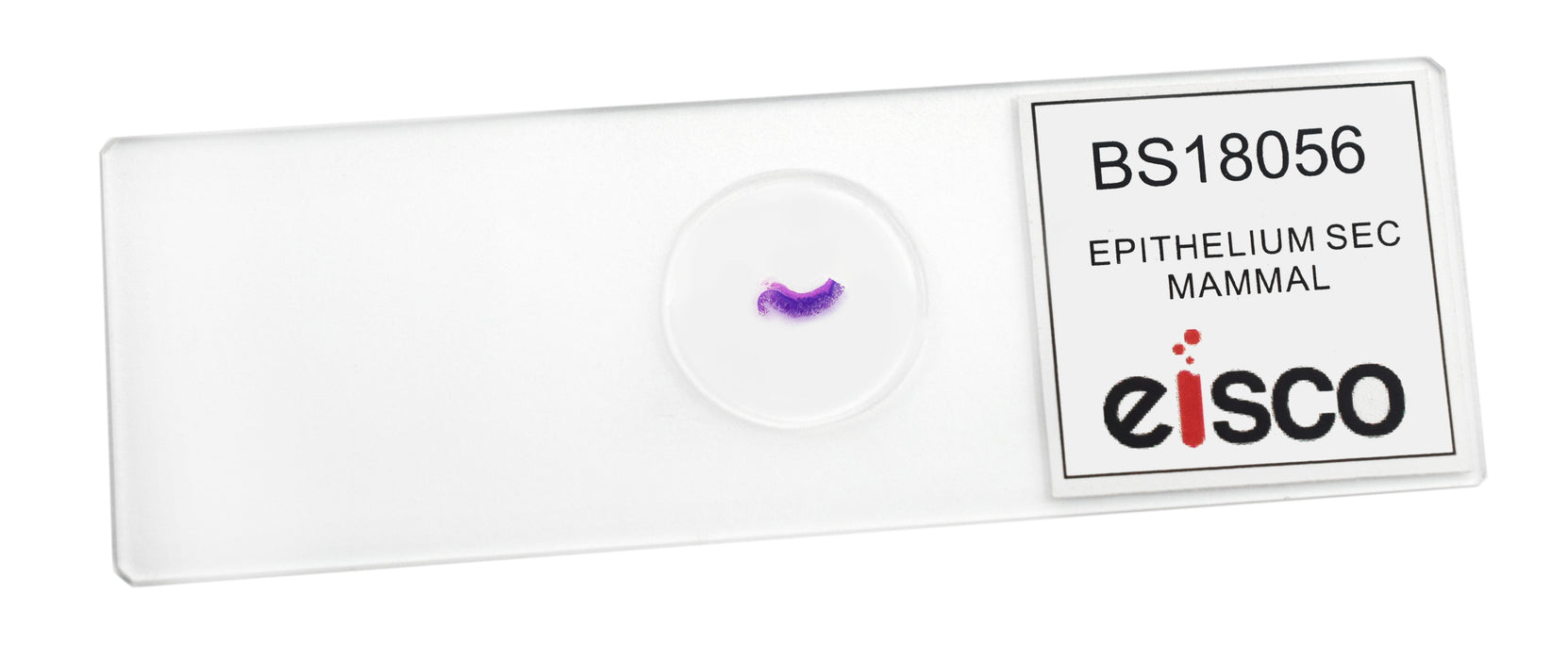 Epithelium Section, Mammal - Prepared Microscope Slide - 75x25mm