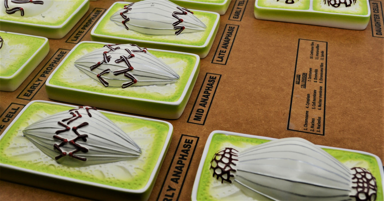 Plant Mitosis Model, 18 Inch - Three-Dimensional - Mounted