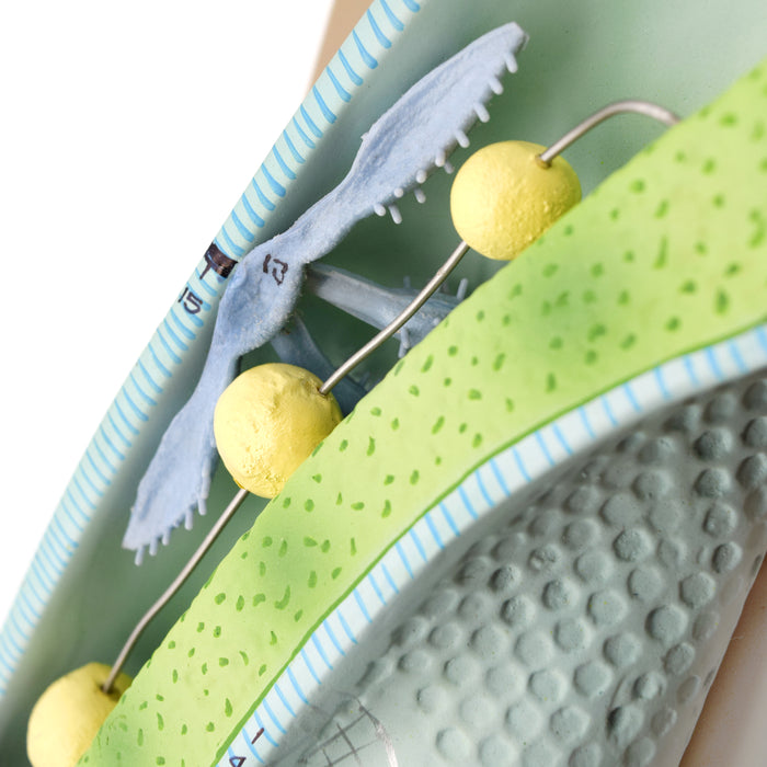 Slipper Animalcule Paramecium Model, Three Dimensional, Sectional View with Hand Painted Details and Removable Parts - Mounted on Base, 18" x 8" - Eisco Labs