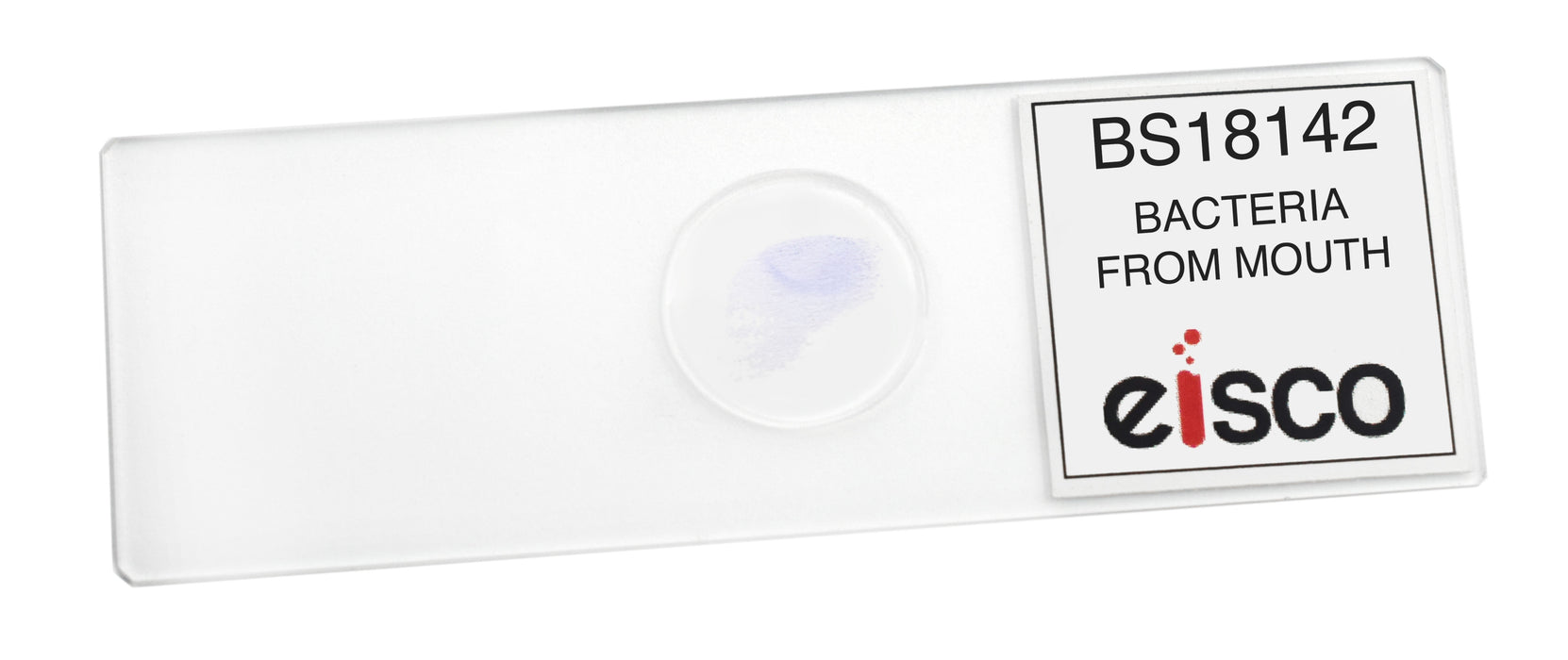 Bacteria from Mouth - Prepared Microscope Slide - 75x25mm
