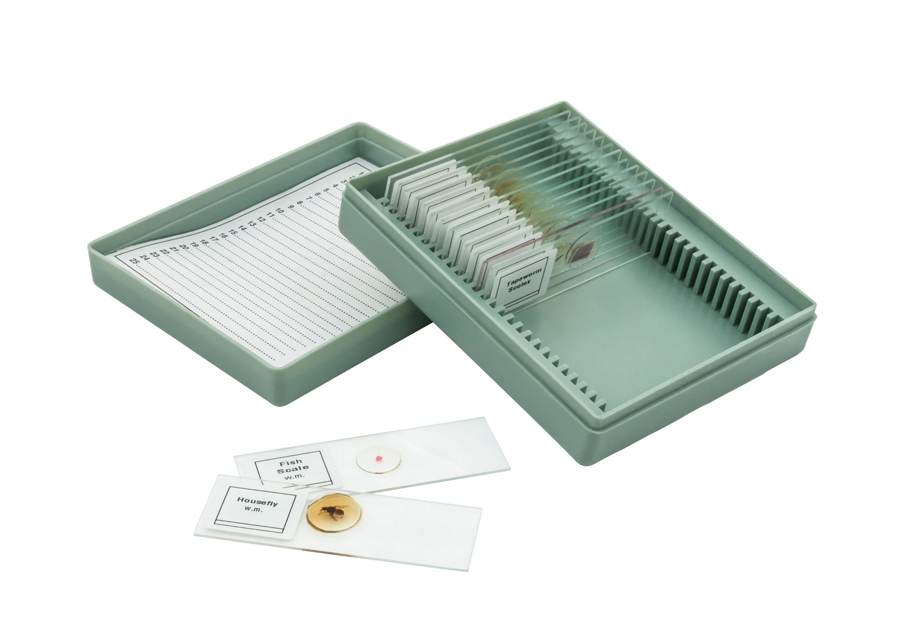 Microscope Slide Set Introductory Set No. VIII, Set of 15 Slides ...