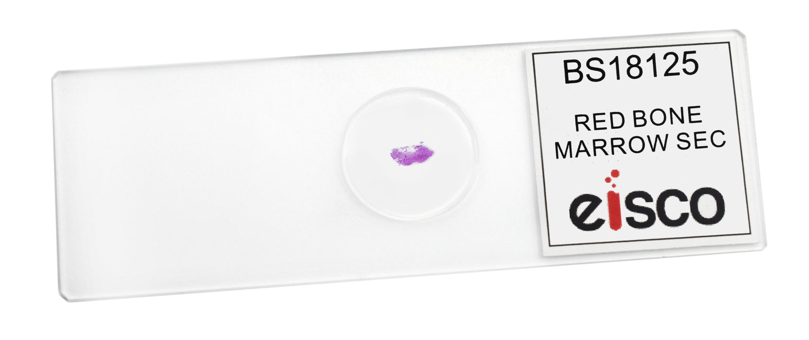 Red Bone Marrow Section - Prepared Microscope Slide - 75x25mm