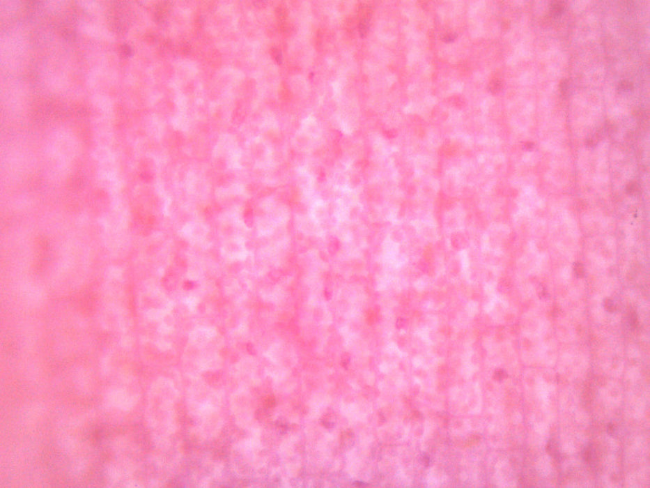 Submerged Leaf of Elodea - Prepared Microscope Slide - 75x25mm