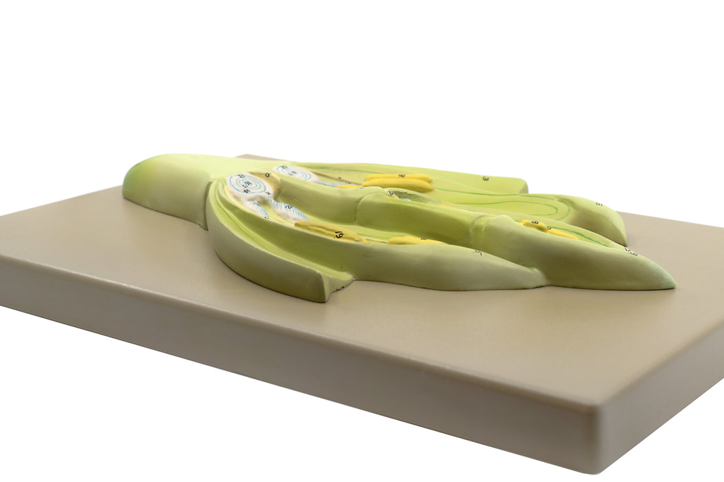Monocot Flower Model (Wheat) - Three Dimensional, Longitudinal Dissection - Hand Painted Details, Magnified - Mounted on Base, 15" x 9.5" x 2.5" - Eisco Labs