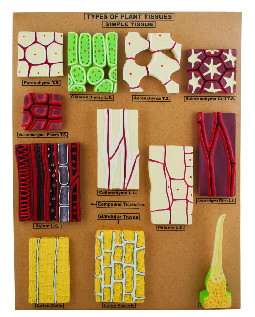 succulent tissue Model Type of Plant Tissues — Eisco Labs